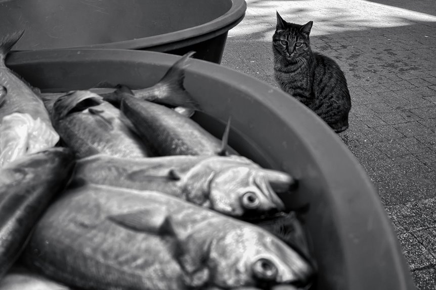 2025 best cat foods