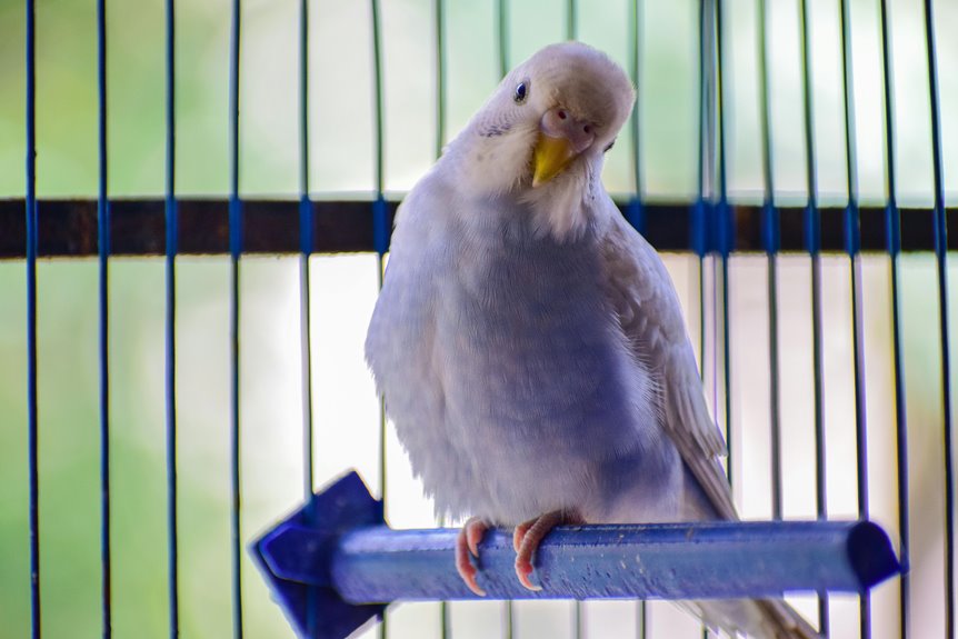 top 15 bird cages