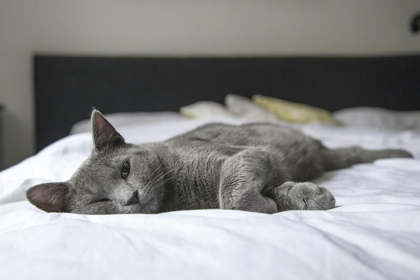 top 15 cat beds