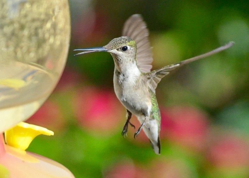 bird feeder recommendations for 2025