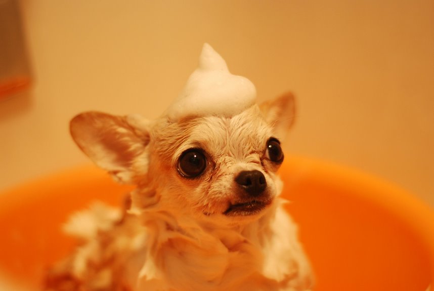 pet shampoo quality recommendations