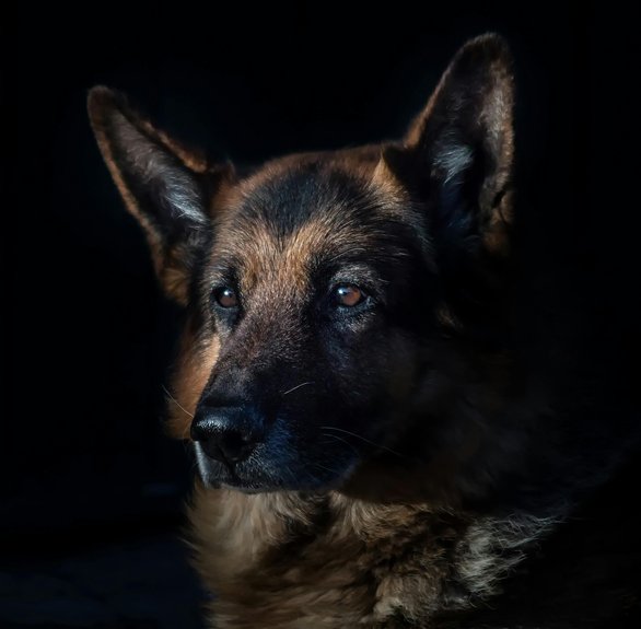top rated home illumination security
