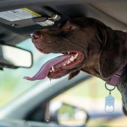 comfortable stylish safe dog collars