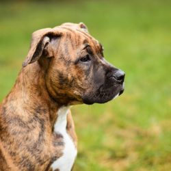 remotely monitor furry friend cameras