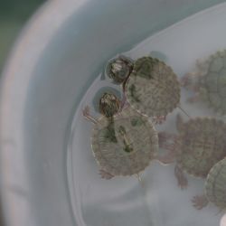reptile tanks for healthy pets