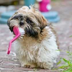 fur tastic grooming solutions for pets