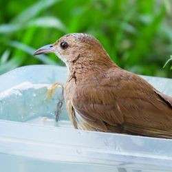 bird bath backyard paradise