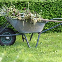 effective weed elimination solutions for gardens
