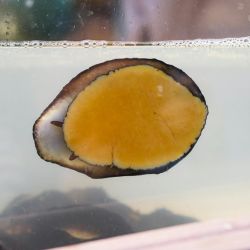 aquarium pet food recommendations