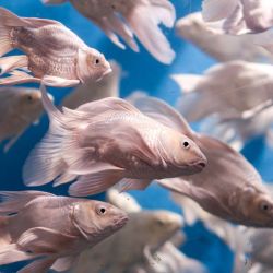 aquariums for fish enthusiasts
