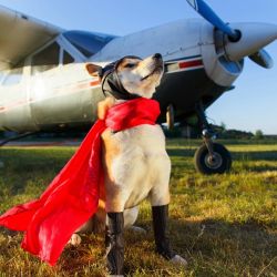safe furry friend travel