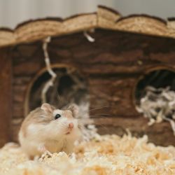 spacious safe comfortable hamster homes