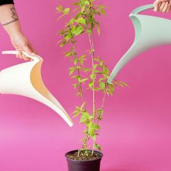 gardener s essential watering cans for 2025